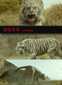 什么虎在线视频,揭秘网络直播的精彩瞬间